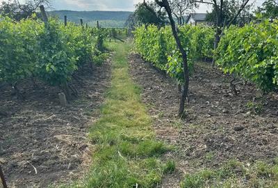 Casa tip parter Merei - 6