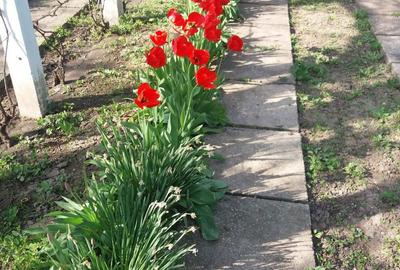 Casă cu 5 camere cu Teren 1800 Mp în Vădastra - 1