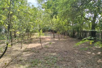 Teren de 4975 mp, în Belciug - 10