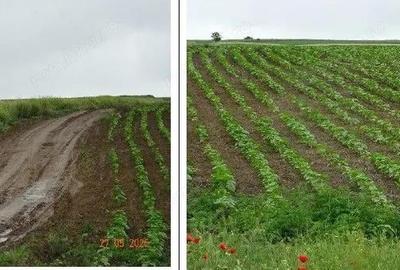 Teren cota parte 1/4, Saraiu, ID: R2684294 - 2