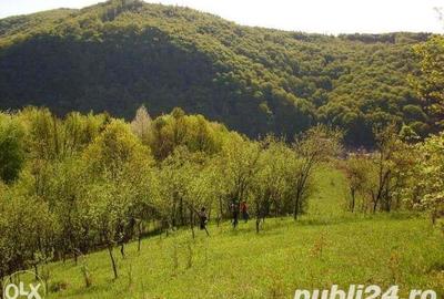 Teren de 18000 mp, în Moneasa - 1