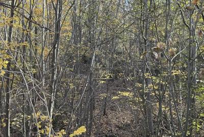 Teren de 13167 mp, în Bughea de Sus - 9