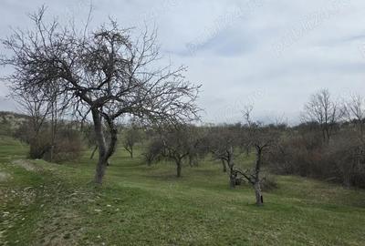 Teren de 9130 mp, în Jiblea Veche - 1