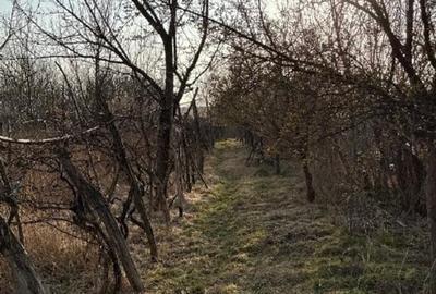 Teren Construcții intravilan de 5000 mp, în Sirețel - 8