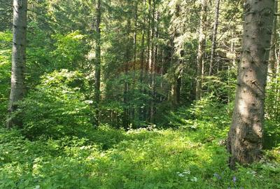 Teren intravilan, 56000 mp, Poiana Brasov - 8