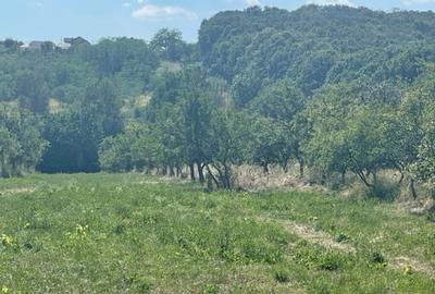 Teren plus casa in Hintesti 6060mp - 2