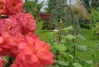 Urgent .Proprietar, parter la casa cu etaj, Mogosesti - Iasi, 10 km - 10