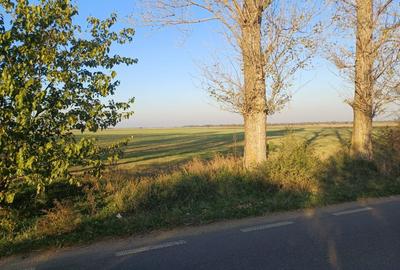 Teren agricol extravilan de 5300 mp, în Gruiu - 7