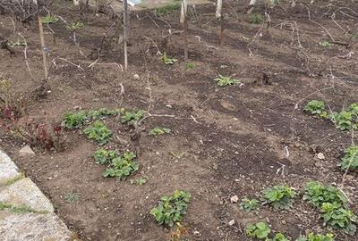 Casă cu 4 camere cu Teren 240 Mp în Albești-Paleologu - 3