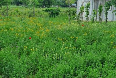 Teren Construcții intravilan de 2300 mp, în Sărulești - 11