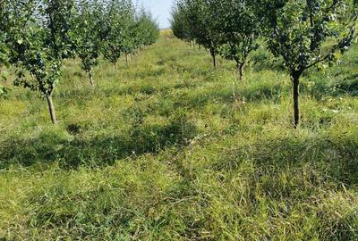 Teren de 17000 mp, în Leorinț - 3