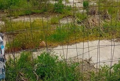 Teren de 834 mp, în Cernica - 1
