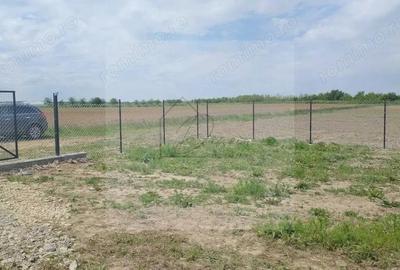 Teren intravilan 2078 mp langa padure - Piscu Ciolpani Snagov - 6