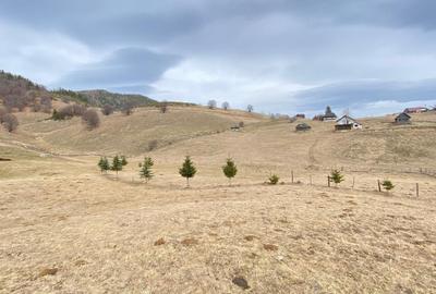 Teren Sirnea Intravilan - 3