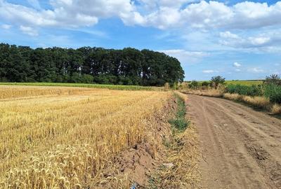 Vanzare teren Frumusani, 7.961 mp, D: 175 m, 11 EUR mp , langa padure - 4
