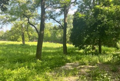 Teren de 10000 mp, în Vicovu de Sus - 3