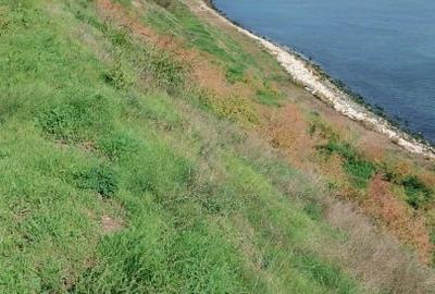 Vand teren Costinesti colt 950mp, zona Golful Francez Vand teren Costinesti colt 950mp, zona Golful Francez - 4