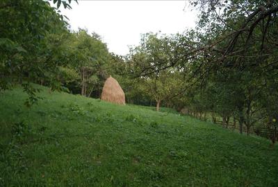 10 hectare teren plus casa la munte in Buces, Hunedoara - 10