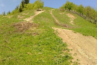 Teren de 25000 mp, în Moieciu - 6