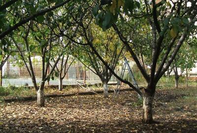 Teren Construcții intravilan de 777 mp, în Bragadiru - 2