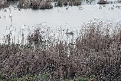 Teren intravilan 769 mp vis-a-vis baltă,în Comana,GR.Deschidere 25 ml la  asfalt Teren intravilan 769 mp vis-a-vis baltă,în Comana,GR.Deschidere 25 ml la  asfalt - 3