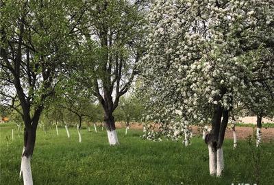 Teren de 3000 mp, în Margina - 4
