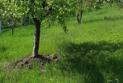 Casă cu 3 camere cu Teren 5000 Mp în Mozăceni - 7