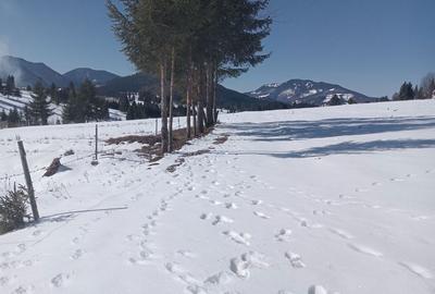 Spațiu comercial, în Piatra - 3