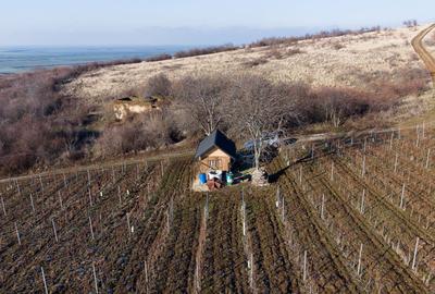 Vita-de-vie Premium  teren de 6800 mp în Covăsinț - 9