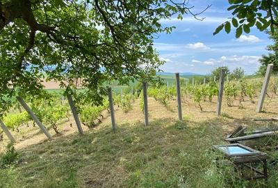 Spațiu comercial, în Drașov - 3