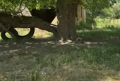Teren de 4630 mp, în Rădmănești - 8
