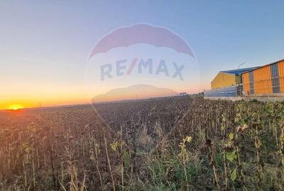 Teren 10,000mp Mangalia-Limanu / Drumul 391 - 4