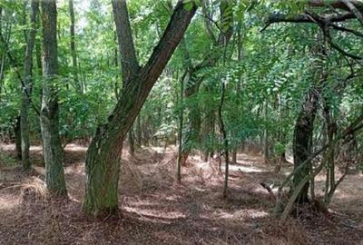 Teren padure, cota de 1/48 Horgesti, ID: R2325871 - 6