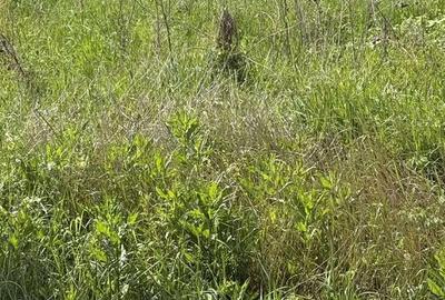 Spațiu comercial, în Leș - 10