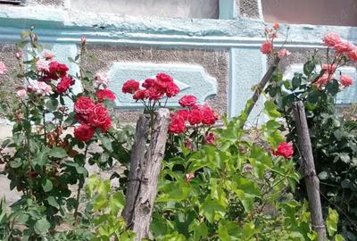 Casă cu 3 camere în Berca - 2