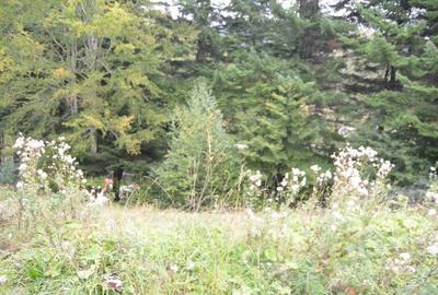 Busteni-Teren cu panorama superba de vanzare - 7