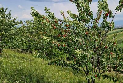 Teren agricol extravilan de 5000 mp, în Șura Mare - 15