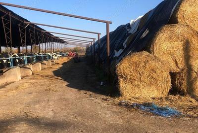 Vand ferma cu vaci - 5