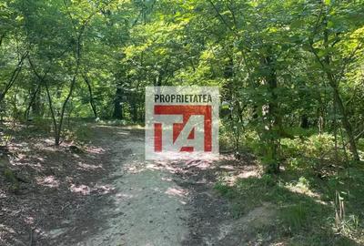 Teren de 4800 mp, în Lăpuș - 2