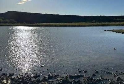 Teren de 131000 mp, în Piersica - 6