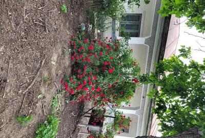 Casă cu 5 camere cu Teren 1351 Mp în Tânganu - 4