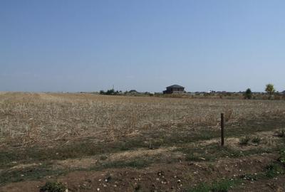 Domnesti-Ciocarliei(Afinului-Fragilor). - 10