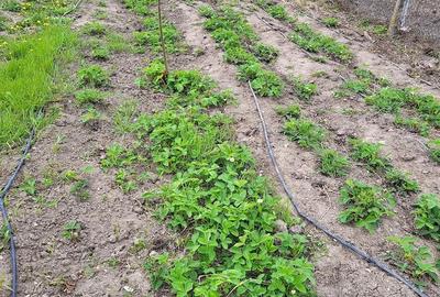 Casă cu Teren 1118 Mp în Dumitrești - 5