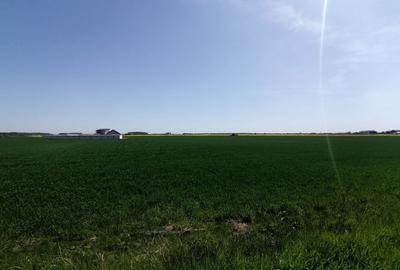 Teren intravilan 9313 mp in comuna 1 Decembrie - Ilfov - 3