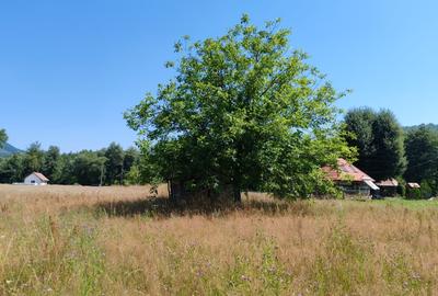 2500 mp TEREN INTRAVILAN MUNTII APUSENI, Negreni – Cluj, E60 - Mal Crisul Repede - 9