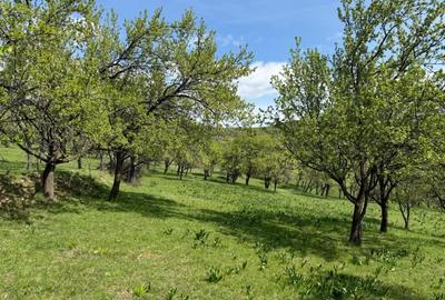 Teren Construcții intravilan de 8330 mp, în Inuri - 3