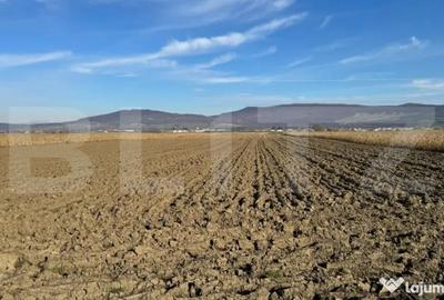 Teren de 5300 mp, în Arcalia - 4
