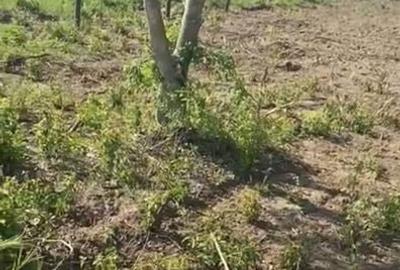 Teren Construcții intravilan de 900 mp, în Comana - 4