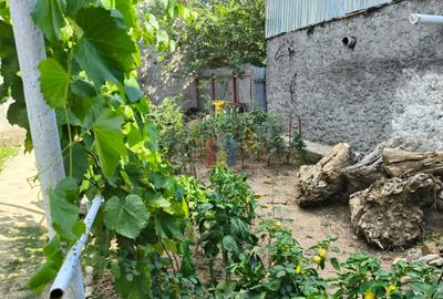 Casa 4 camere, Radu Negru, Teren - 264 mp - 12