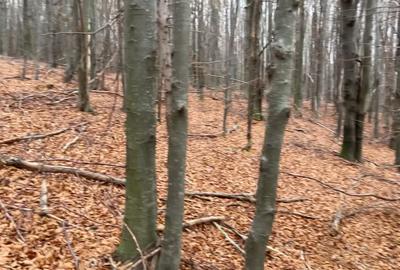 Padure la munte în Vamă Buzăului, Jud Brasov - 1